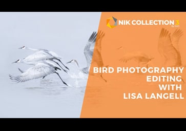 野鳥の写真 Nik Collection 3 By Dxo を使って決まった型から抜け出す Lisa Langell 英語 Nik Collection By Dxo